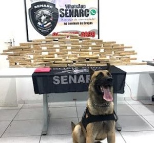 Novos cães farejadores atuarão em operações da Polícia Civil do Maranhão