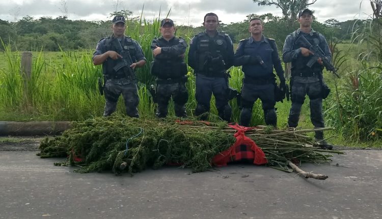 POLÃCIA MILITAR APRRENDE 100 QUILOS DE MACONHA EM GRAJAÃ